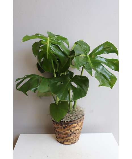 Monstera Plant in Boston, MA