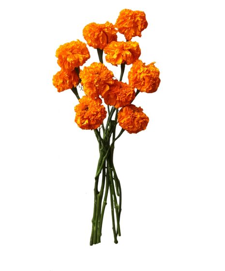 Marigold Bunch