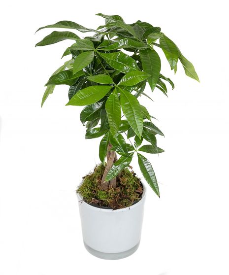 Money Tree in Ceramic