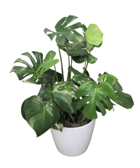 Floor Monstera Plant