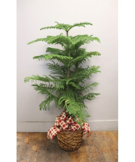 Norfolk Island Pine in Boston, MA