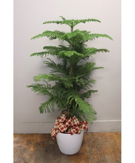 Norfolk Island Pine