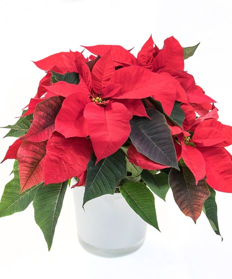 Red Poinsettia in Ceramic in Boston, MA