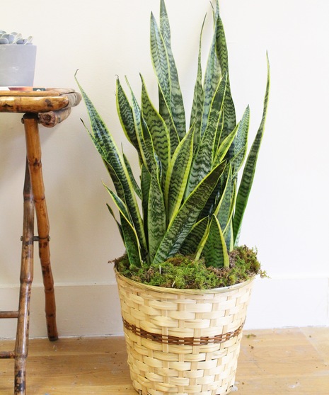 Snake Plant Floor Plant in Boston, MA