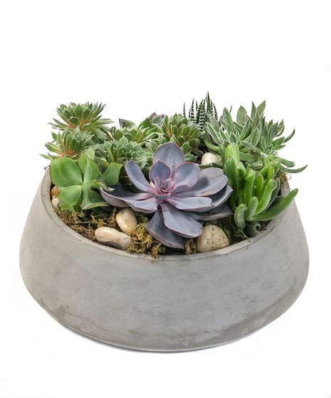 Green Plants