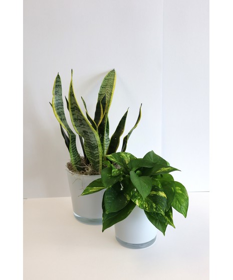 Snake & Pothos Set