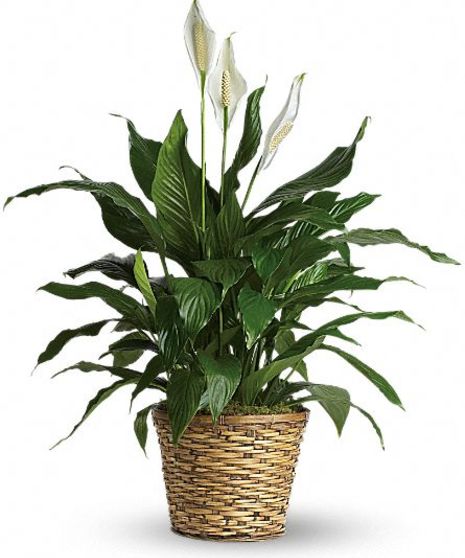 Spathiphyllum Plant