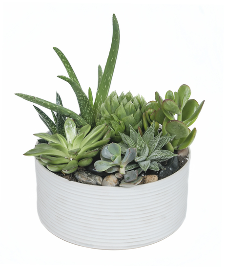 A mixture of succulents in a simple, chic white ceramic pot. Container measures 7.75