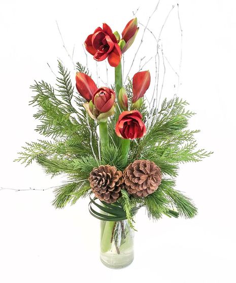 Sweet Amaryllis