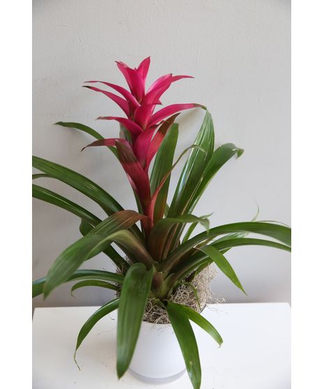 Bromeliad in Ceramic