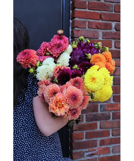 Dahlia Bunch