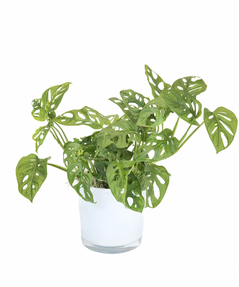 Swiss Cheese Monstera