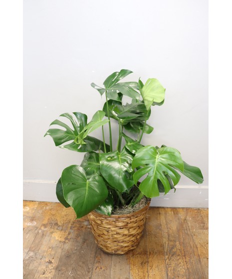 Green Plants