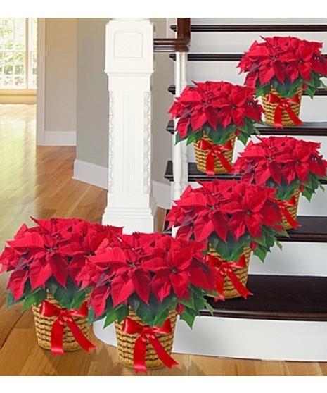 Poinsettia Package