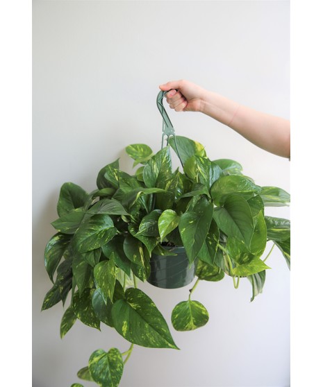 Hanging Pothos Plant