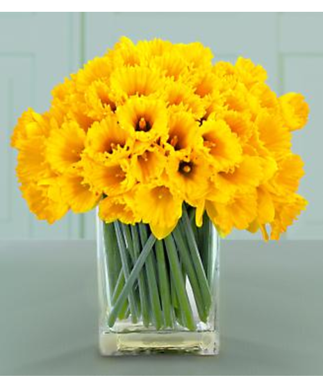 Spring Daffodils