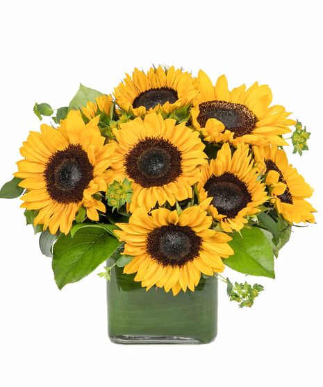 Sunflower Bouquet Boston, MA - Simple and sunny. This cheerful cube of sunflowers is sure to put a smile on their face! 