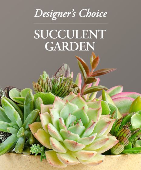 Succulent Garden in Boston, MA