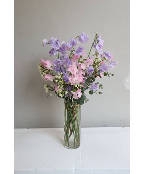 Sweet Pea in Boston, MA
