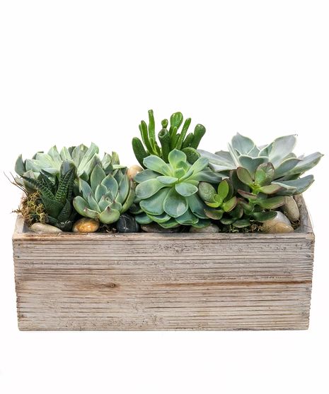 Plants