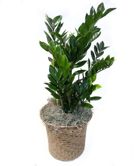 ZZ Floor Plant