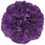 Dark Purple Carnation (Moonvista)
