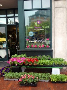 Outdoor Plants at Cambridge Flower Shop